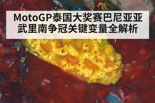 MotoGP泰国大奖赛巴尼亚亚武里南争冠关键变量全解析